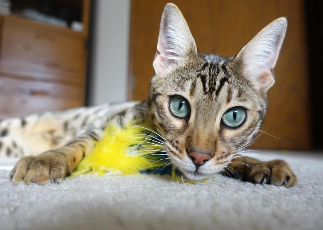 世界杯精彩瞬间集锦：动人心魄的战役回忆，世界杯震撼的场景